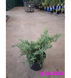 Juniperus media 'Gold Star' C 2 L